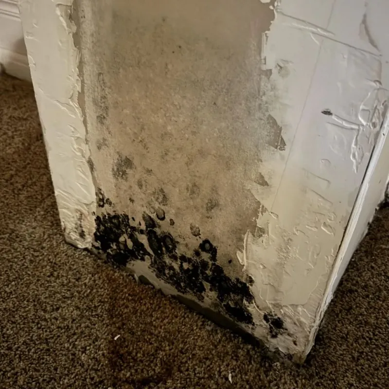 Professional Mold Removal in Herrin, IL